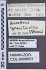 Etiketten zu Anostirus gracilicollis (NHMW-ZOO-COL-0008653)